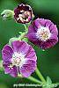 Geranium phaeum flowers