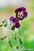 Geranium phaeum flowers