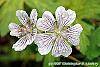 Geranium renardii flowers