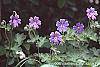 Geranium renardii 'Terra Franche' flowers