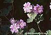 Geranium renardii 'Terra Franche' flowers
