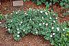 Geranium sanguineum var. striata habit