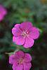 Geranium 'Spinners'
