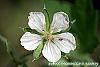 Geranium thunbergii flowers