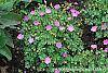 Geranium 'Walter Ingwerson' habit