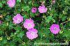 Geranium 'Walter Ingwerson' flowers