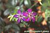 Geranium wlassovianum flowers