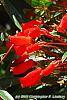 Seemannia sylvatica flowers