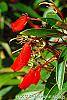 Seemannia sylvatica flowers