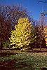 Ginkgo biloba habit