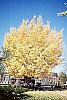Ginkgo biloba habit