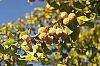 Ginkgo biloba fruit