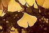 Ginkgo biloba fall color