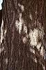 Ginkgo biloba bark