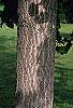 Ginkgo biloba bark