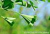 Ginkgo biloba 'Tubiformis' leaves