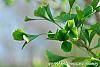 Ginkgo biloba 'Tubiformis' leaves