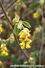 Corylopsis glabrescens flowers