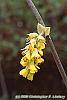 Corylopsis glabrescens flowers