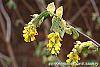 Corylopsis glabrescens flowers