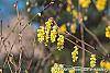 Corylopsis glabrescens flowers
