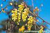 Corylopsis glabrescens flowers