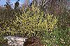 Corylopsis sinensis habit