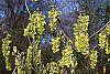 Corylopsis sinensis flowers