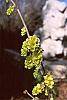 Corylopsis sinensis flowers