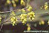 Corylopsis spicata flowers