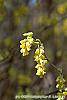 Corylopsis spicata flowers