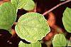 Fothergilla gardenii leaves