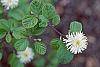 Fothergilla gardenii