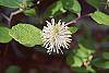 Fothergilla gardenii flowers