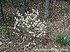 Fothergilla gardenii flowers