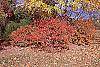 Fothergilla gardenii fall color