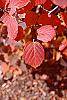 Fothergilla gardenii fall color
