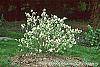 Fothergilla gardenii 'Mount Airy' habit
