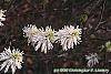 Fothergilla gardenii 'Mount Airy' flowers