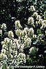 Fothergilla gardenii 'Mount Airy' flowers