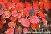 Fothergilla major fall color