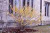 Hamamelis x intermedia habit