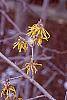Hamamelis x intermedia flowers