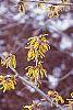 Hamamelis x intermedia flowers