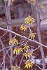 Hamamelis x intermedia flowers