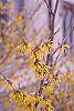 Hamamelis x intermedia flowers