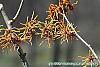 Hamamelis x intermedia 'Aphrodite' flowers