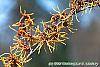 Hamamelis x intermedia 'Aphrodite' flowers