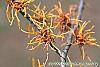 Hamamelis x intermedia 'Aphrodite' flowers