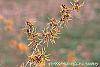 Hamamelis x intermedia 'Aphrodite' flowers